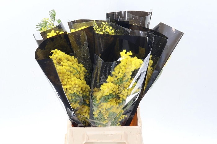 <h4>Acacia Baileya Bl Bs</h4>