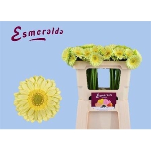 Ge Mi Green Tea 07 CM,(NL),MPS A,(20)