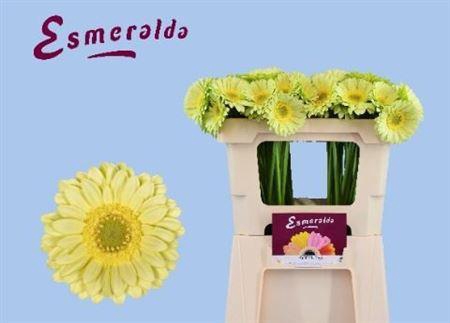 <h4>Ge Mi Green Tea 07 CM,(NL),MPS A,(20)</h4>