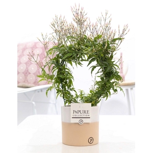 Jasminum Poly. ( 200+ knop) in P&PURE Rosy ceramics