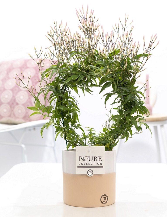 <h4>Jasminum Poly. ( 200+ knop) in P&PURE Rosy ceramics</h4>