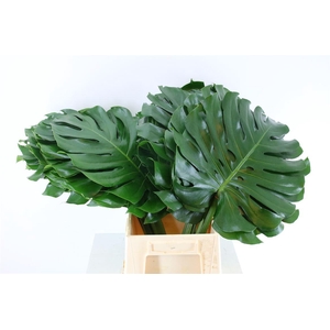 Monstera Ø40cm (sg) Xl