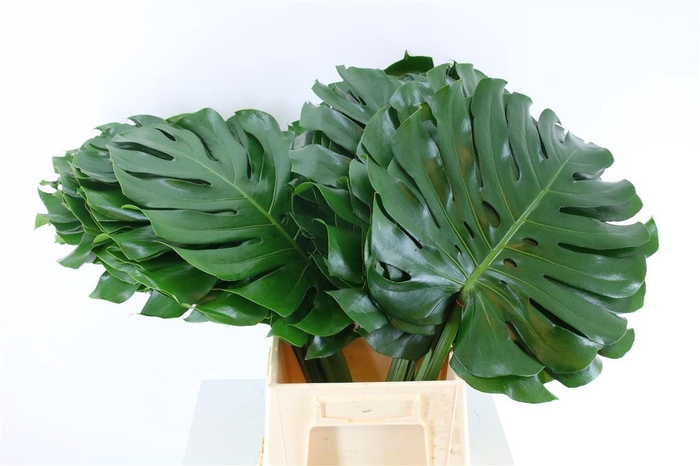 <h4>Monstera Ø45cm (sg) Xl</h4>