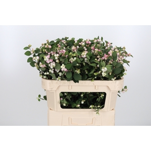 Symphoricarpos Charm Fantasy