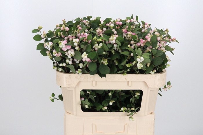<h4>Symphoricarpos Charm Fantasy</h4>