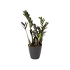 ZAMIOCULCAS DARK ZAMICRO P11