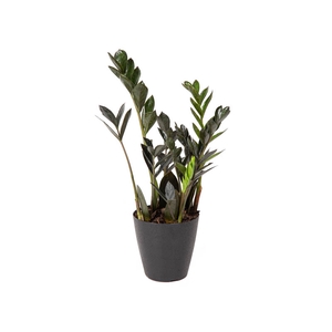 ZAMIOCULCAS DARK ZAMICRO P11