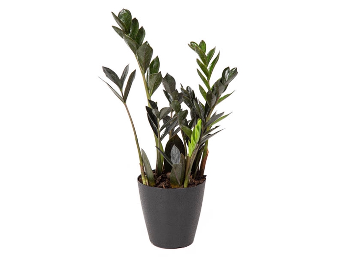 <h4>ZAMIOCULCAS DARK ZAMICRO P11</h4>