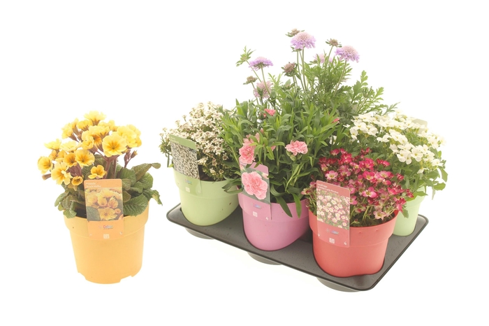 <h4>VASTE PLANTEN OV</h4>