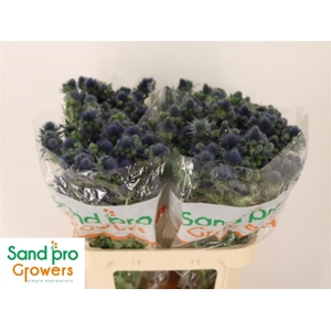Eryn Mag Gr Lagoon