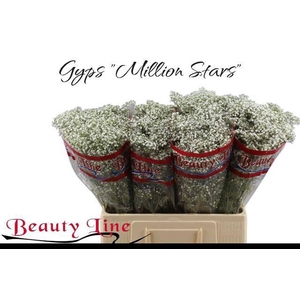 GYPS PA MILLION STAR