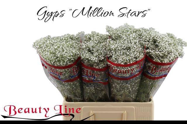 <h4>Gyps Pa Million Star</h4>