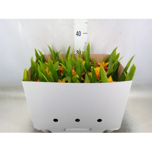Guzmania  'Flava'