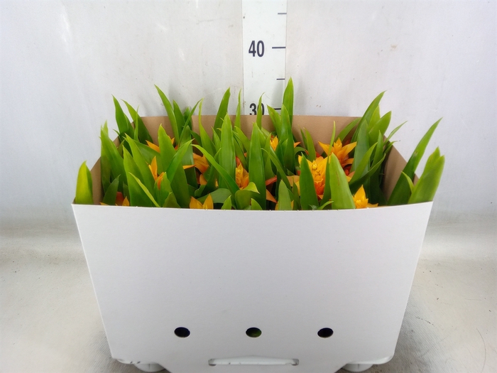 <h4>Guzmania  'Flava'</h4>