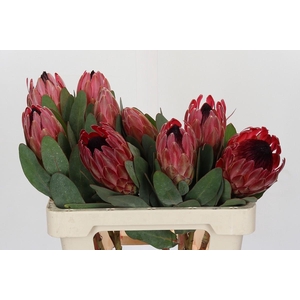 Protea Theresa