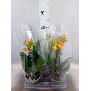 Phalaenopsis multi. 'FC Indian Sum'