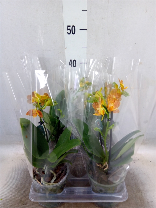 <h4>Phalaenopsis multi. 'FC Indian Sum'</h4>