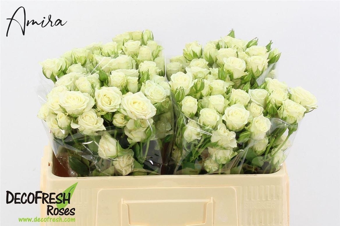 <h4>R Tr Snowflake</h4>