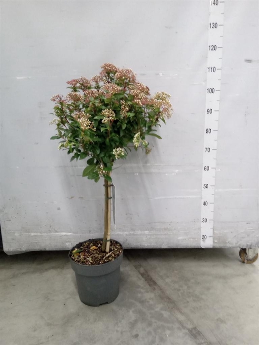 <h4>Viburnum tinus</h4>