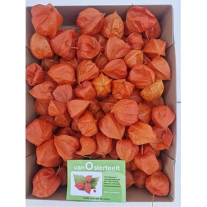 Physalis Lampion Los