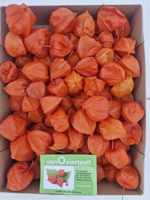 <h4>Physalis Lampion Los</h4>