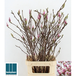 MAGNOLIA GRANDIFLORA