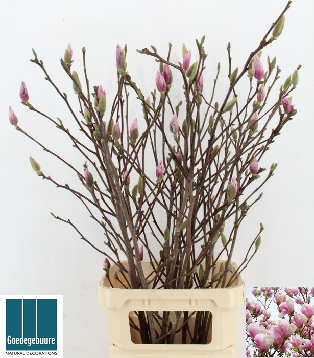 <h4>MAGNOLIA GRANDIFLORA</h4>