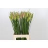 Nerine Vesta K