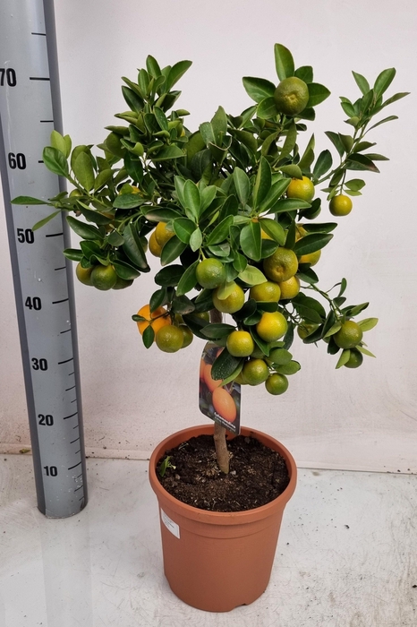 <h4>CITR MICROCARPA</h4>