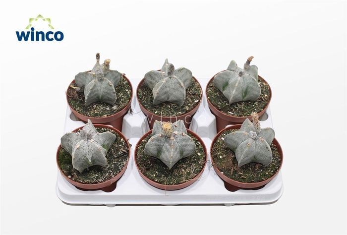 <h4>Astrophytum Myriostigma (Group)</h4>