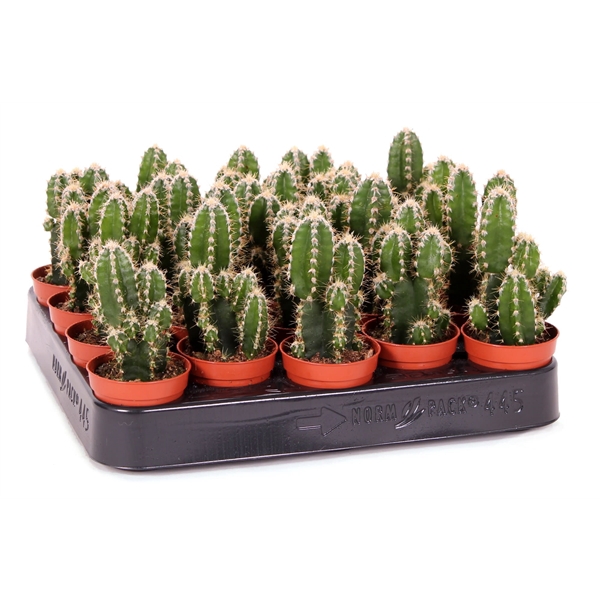 <h4>Cereus Florida 5,5 cm</h4>