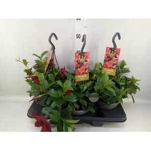 Mandevilla sand. 'Bella Red'