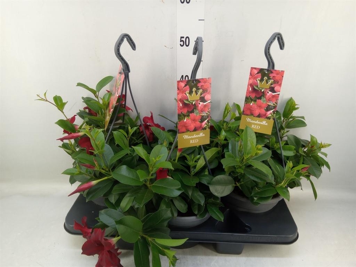 <h4>Mandevilla sand. 'Bella Red'</h4>