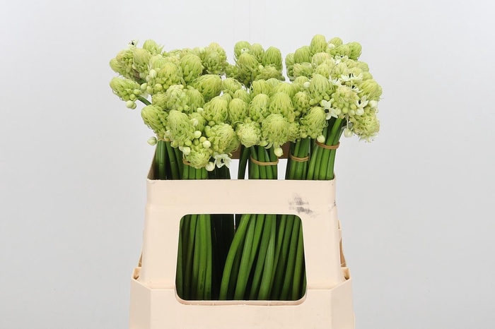 <h4>Ornit Saundersiae</h4>