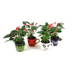 Anthurium xl.67 Trillions Red 9cm in halloween mok (Ook verkrijgbaar met rood of wit)