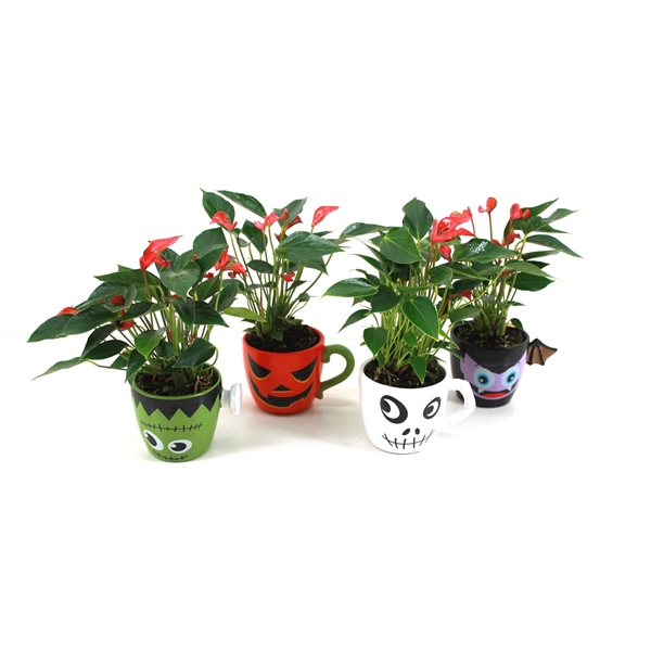 <h4>Anthurium xl.67 Trillions Red 9cm in halloween mok (Ook verkrijgbaar met rood of wit)</h4>