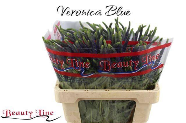 <h4>VERON L SKYLER BLUE</h4>