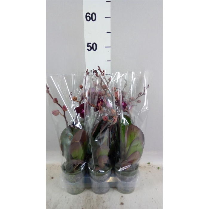 <h4>Phalaenopsis multi. 'Ant Cartagena'</h4>