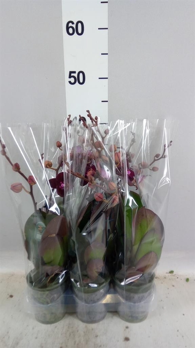 Phalaenopsis multi. 'Ant Cartagena'