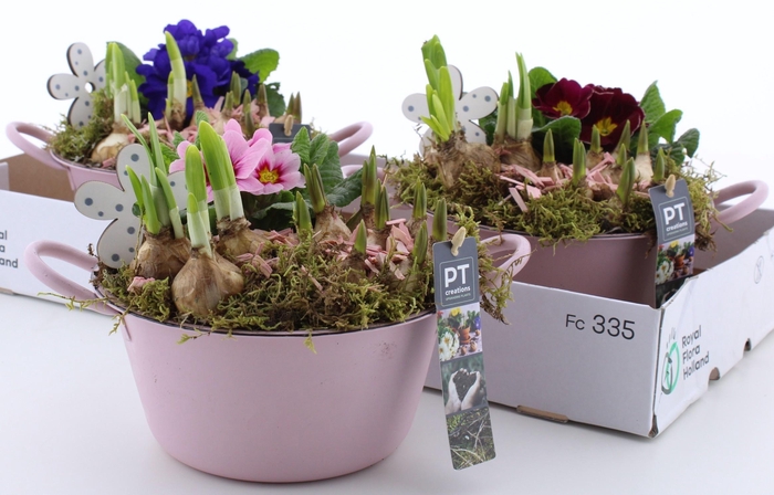 <h4>ARR PL IN SCHAAL</h4>