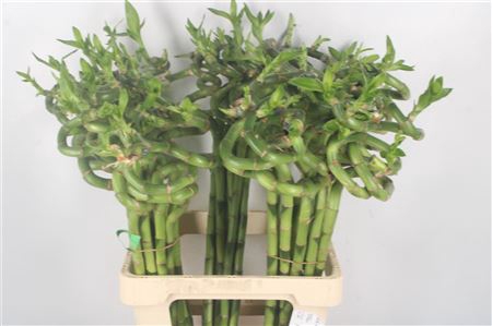 <h4>Drac S Lucky Bamboo</h4>