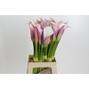 Zantedeschia Eydolls Purple White