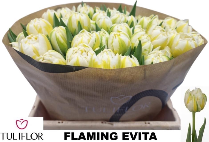 <h4>TU DU FLAMING EVITA</h4>