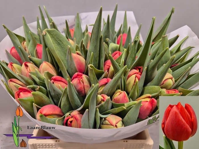 <h4>TU DU OLD FAITHFUL</h4>