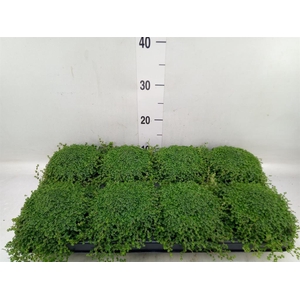 Soleirolia soleirolii   ...green