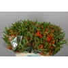 Ascl Tuberosa