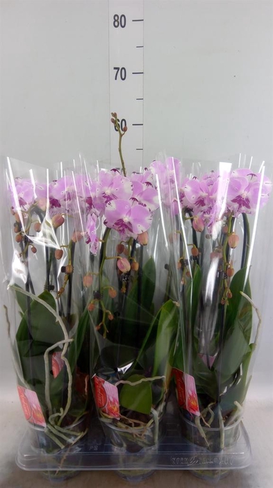<h4>Phalaenopsis  'Elegant Cascade'</h4>