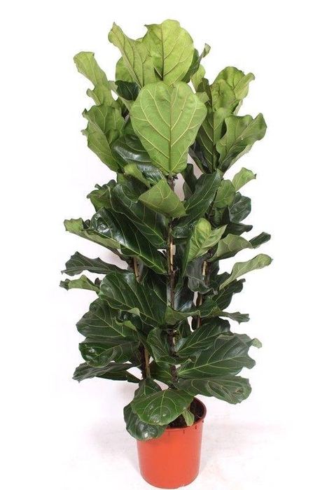 <h4>Ficus lyrata 3 per pot</h4>