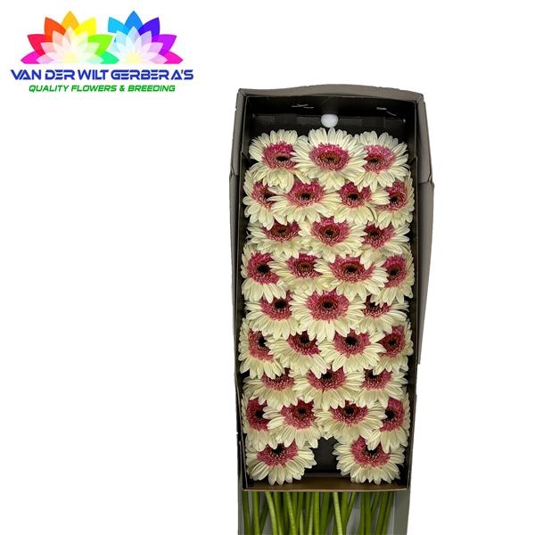 <h4>GE MI Double Fun</h4>