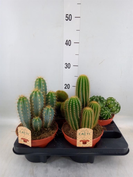 <h4>Cactus ...mix</h4>